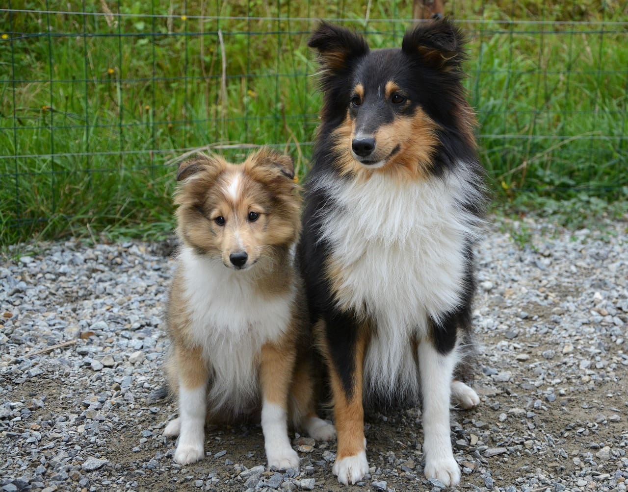 Shetland Sheepdog