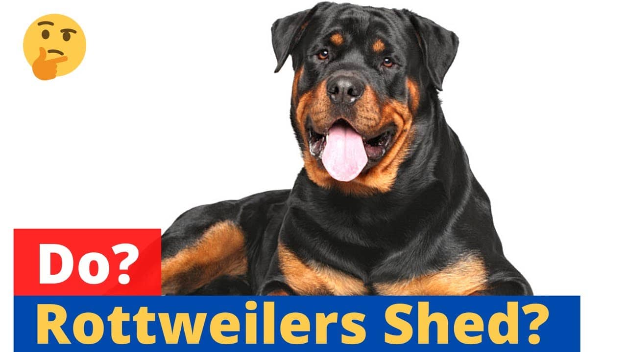 Rottweiler Shedding: Why Do Rottweilers Shed?