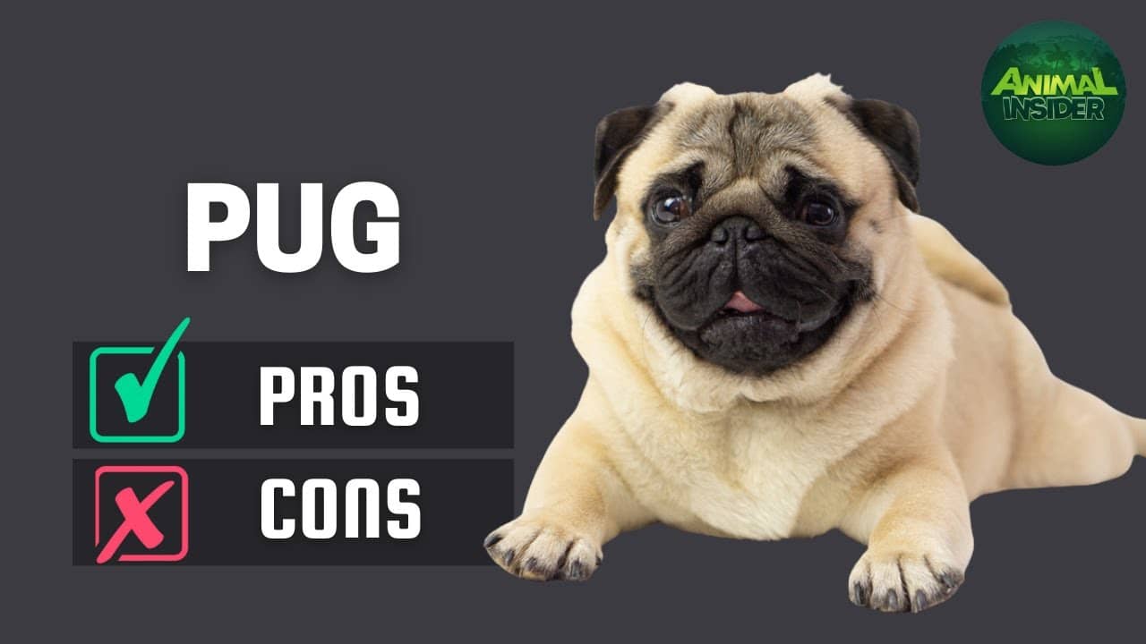 pugalier dog pros and cons