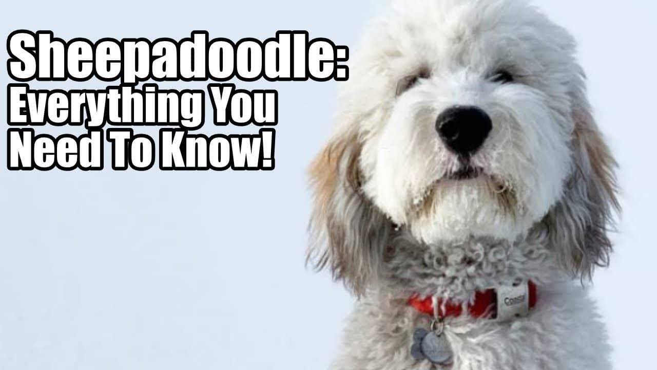 Sheepadoodle shedding