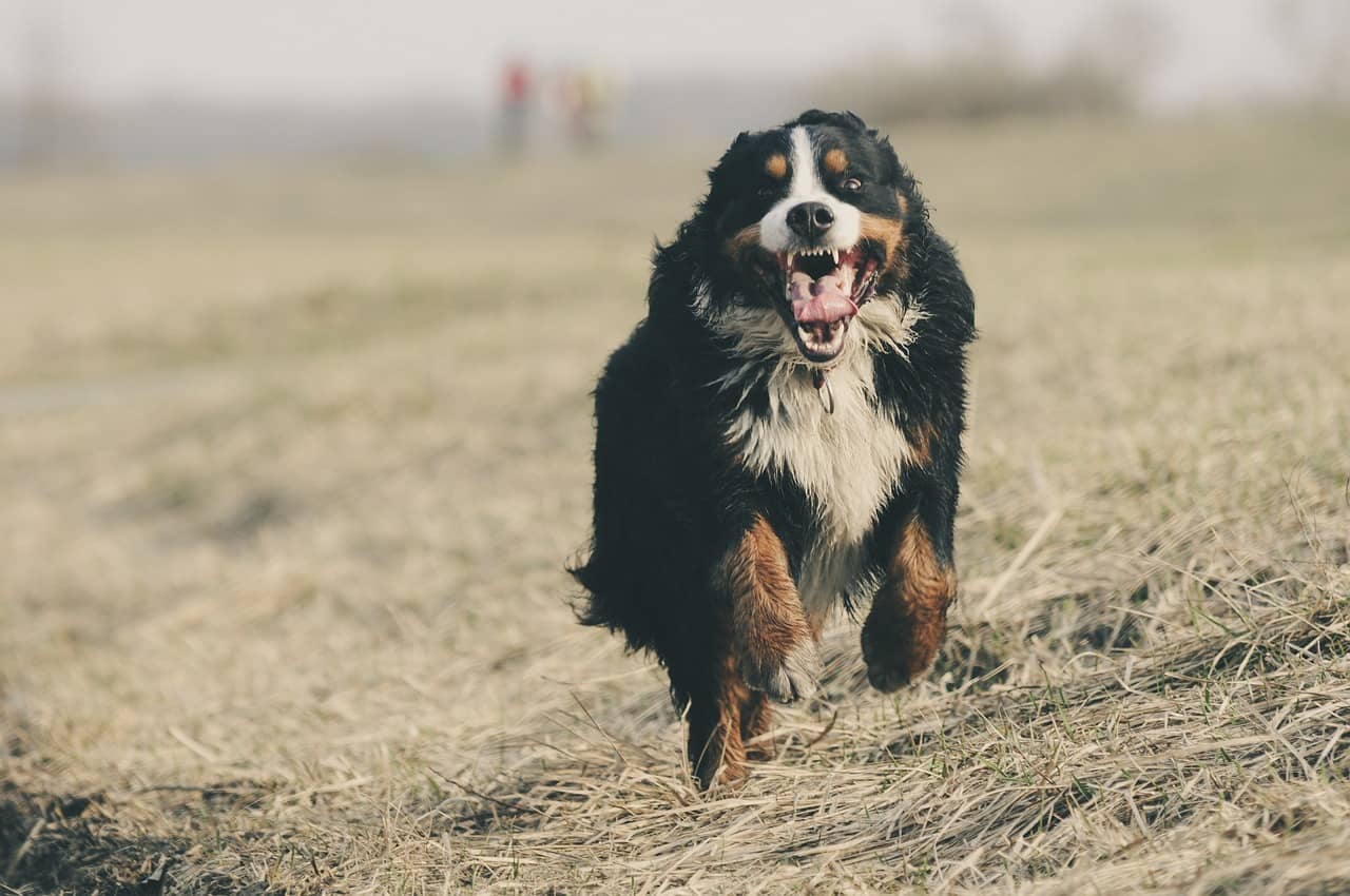 Understanding Common Dog Health Issues And Their Prevention