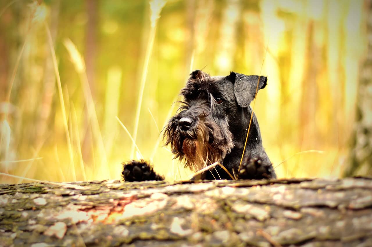 Schnauzer Shedding: Why Do Schnauzers Shed?