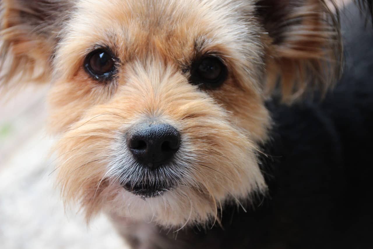 The Benefits Of Adopting A Senior Dog