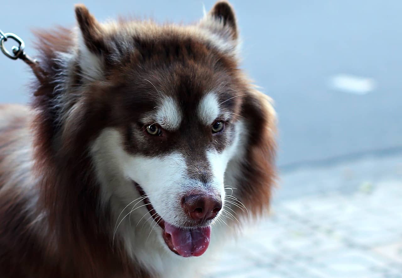 what does it mean when a dogs nose is dry 2