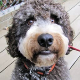 do aussiedoodles bark a lot how to put a stop to it