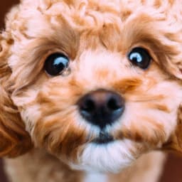 Do Cavapoos Bark A Lot? How To Put A Stop To Cavapoo Barking