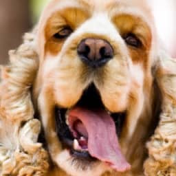 do cocker spaniels bark a lot how to put a stop to it