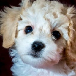 Maltipoo Pros and Cons: Health Issues, Temperament, Lifespan.
