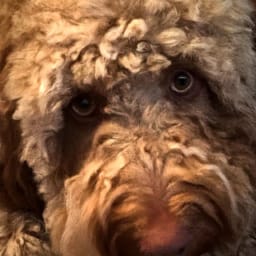 Saint Berdoodle Pros and Cons – St Berdoodle Lifespan