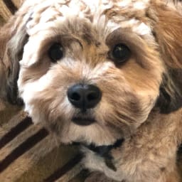 Schnoodle Dog Pros And Cons