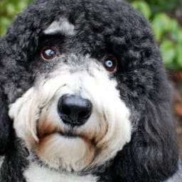 Sheepadoodle: Health Issues, Temperament, Lifespan. Important!