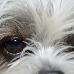 Shih Tzu: Health Issues, Temperament, Lifespan. You Need To Know