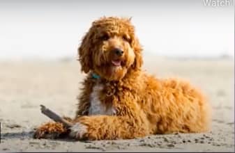 Irish Doodle Pros And Cons