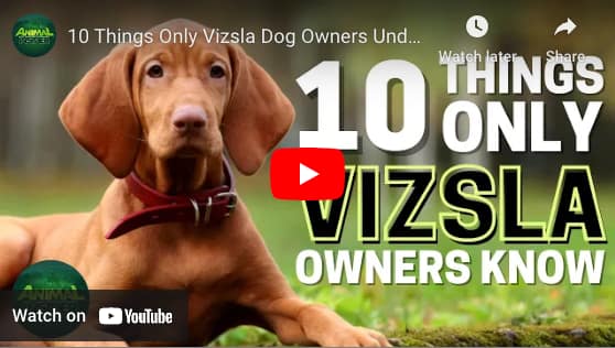Do Vizsla Shed