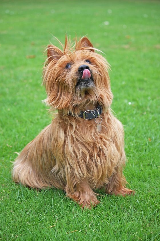 Help, My Dog Wont Stop Licking! What To Do About Hot Spots