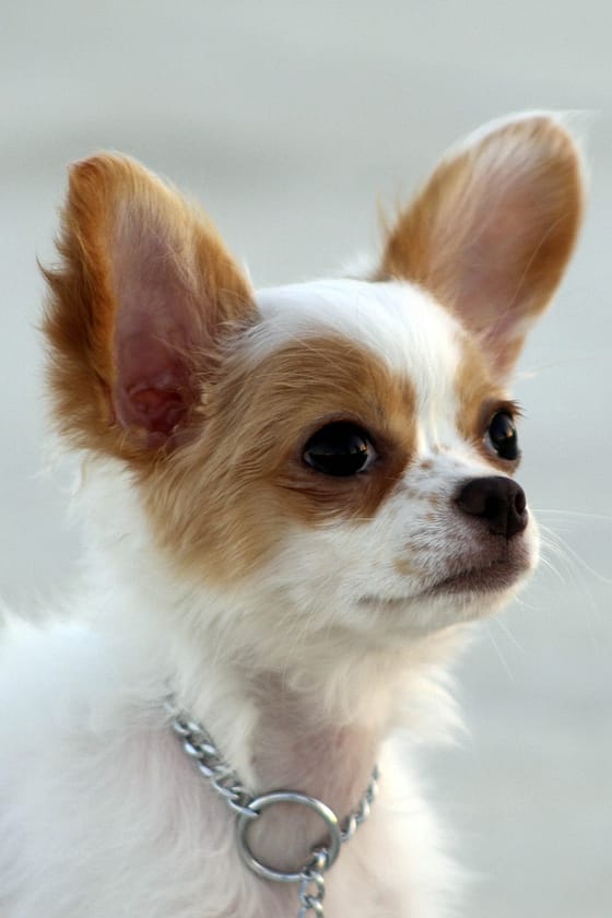 The Benefits Of Crate Training Your Puppy