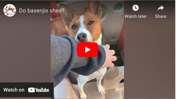 Do Basenjis Shed?