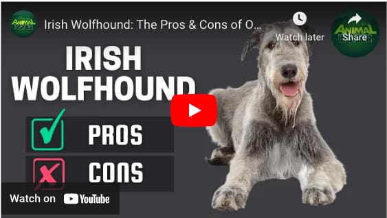 irish wolfhound shedding