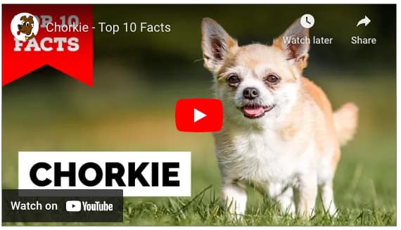 Do Chorkies Shed?  Have you ever wondered why Chorkies shed? If you're a Chorkie owner or considering getting one, it's important to understand their shedding habits. In this article, we'll explore why Chorkies shed