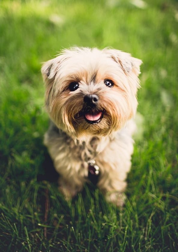The History Of Dog Breeds: Uncovering Their Origins