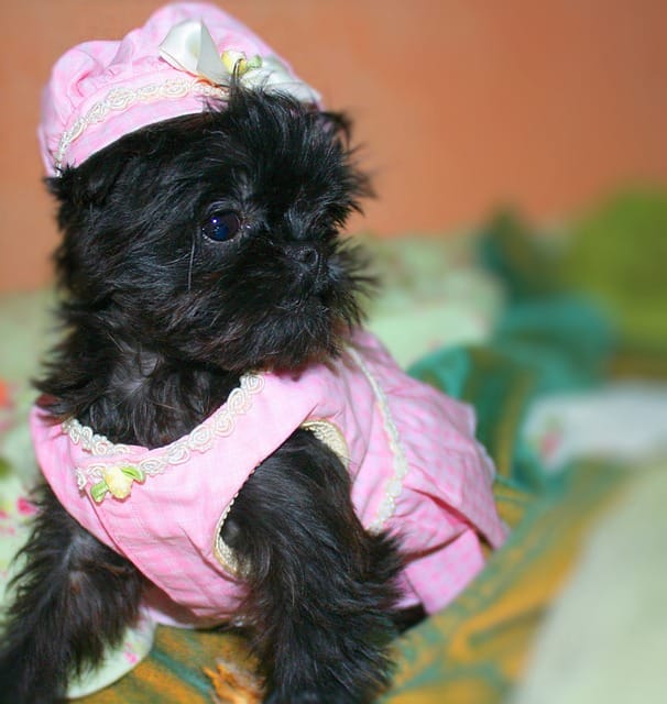 Brussels Griffon Dog Breed Pros And Cons