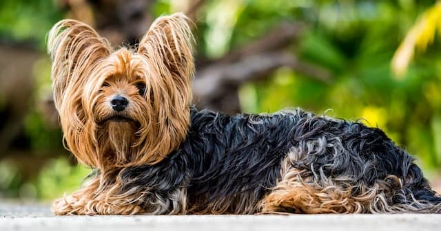 yorkshire-terriers-shed