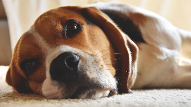 Do Beagles Shed?