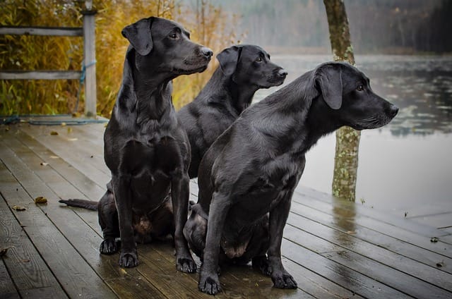 labrador retriever shedding