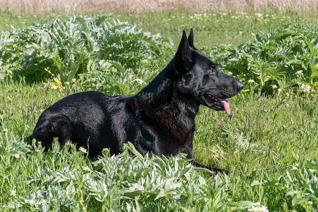 Black German Shepherd Shedding: Why Do Black German Shepherds Shed?
