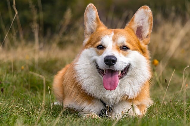 corgi shedding