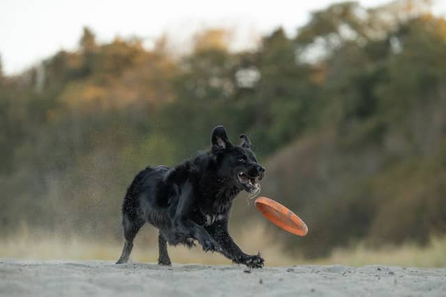 do Black German Shepherds Shed