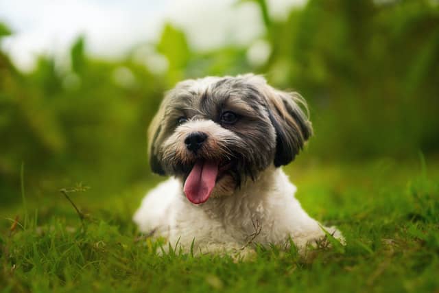 Do Havanese Shed? Havanese Shedding