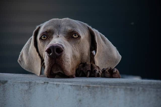 Weimaraner shedding