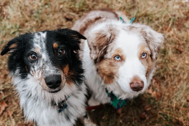 Do Australian Shepherds shed?