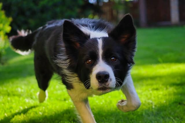 Do Border Collies Bark A Lot?