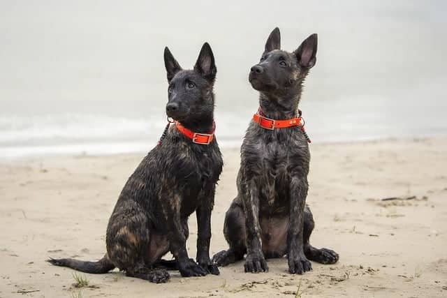 Dutch Shepherd puppies
