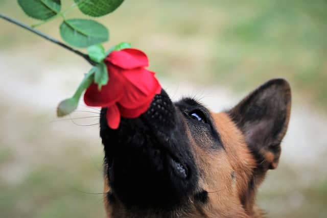 German Shepherd