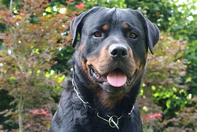 Rottweiler Dog Breed