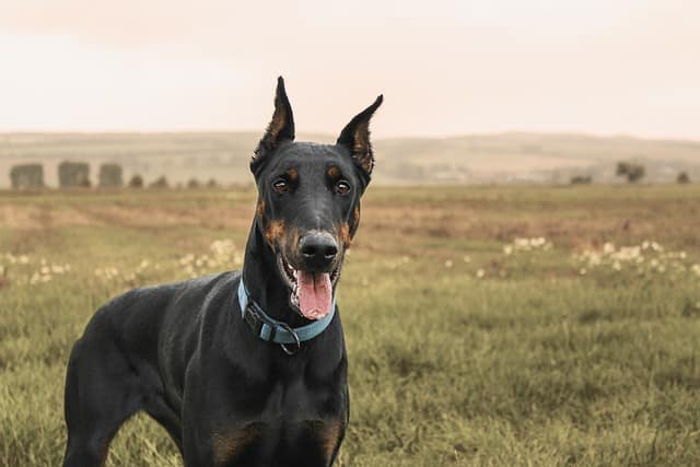 doberman dog breed