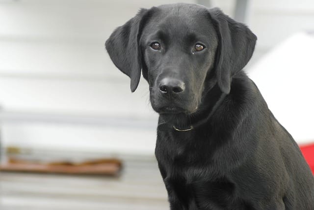 labrador retrievers