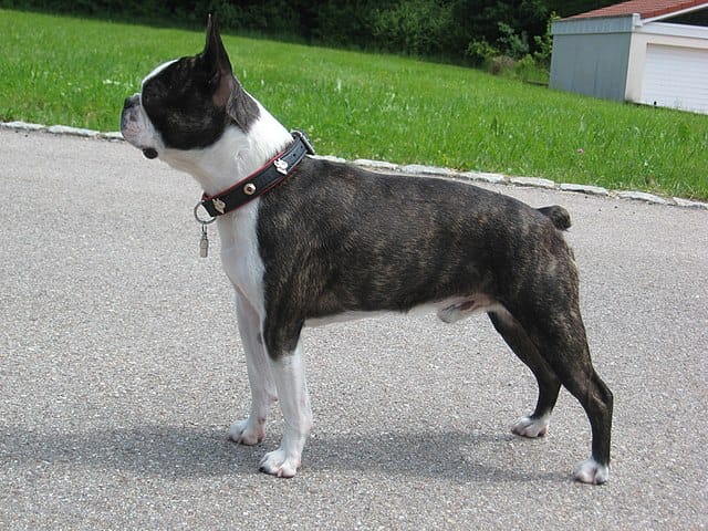 boston terrier shed