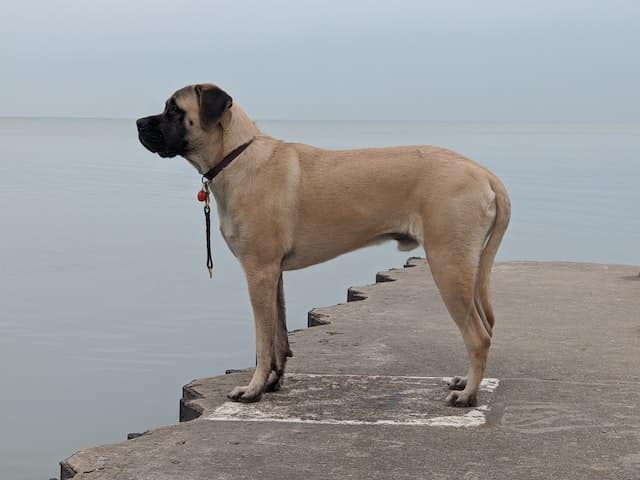 Do Mastiffs Shed? Help Mastiff Shedding