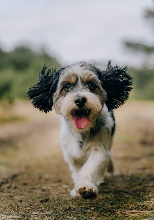 pexels damian barczak 7460161 1