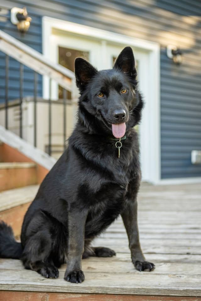 Black German Shepherd Shedding