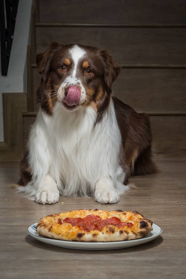 Do Australian Shepherds shed?