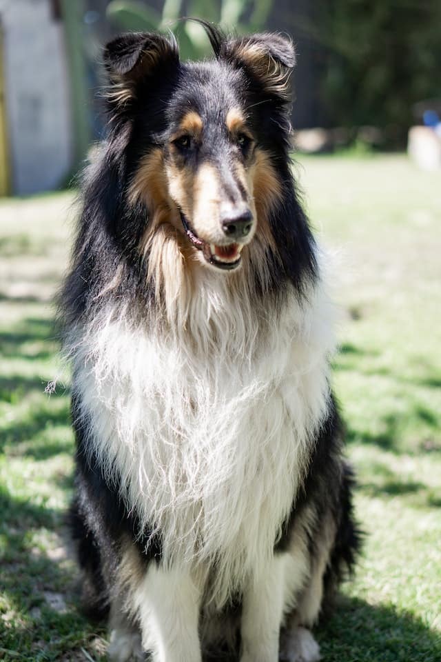 Do Collies Shed? Collie Shedding