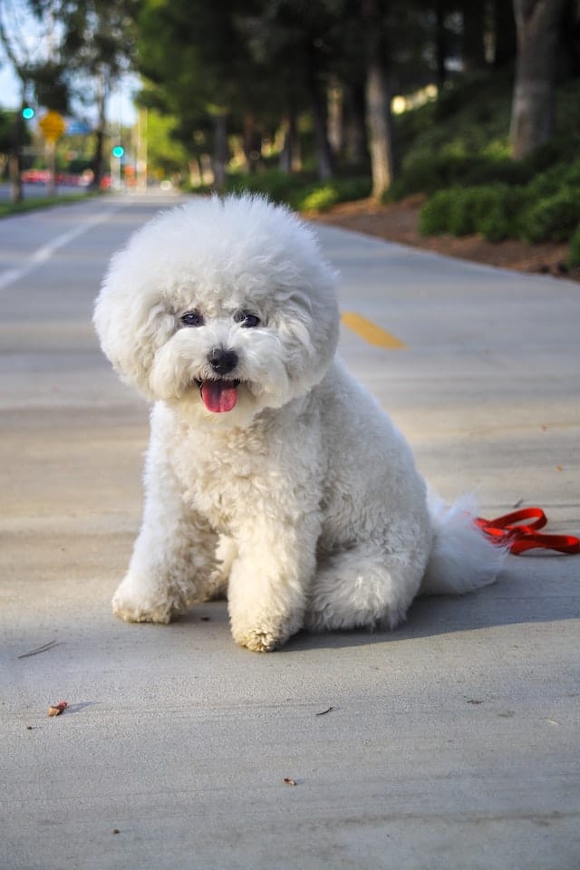 Do Bichon Frise Shed? Bichon Frise Shedding