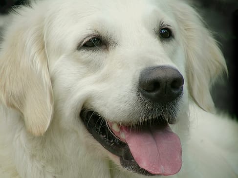 dog 1391023