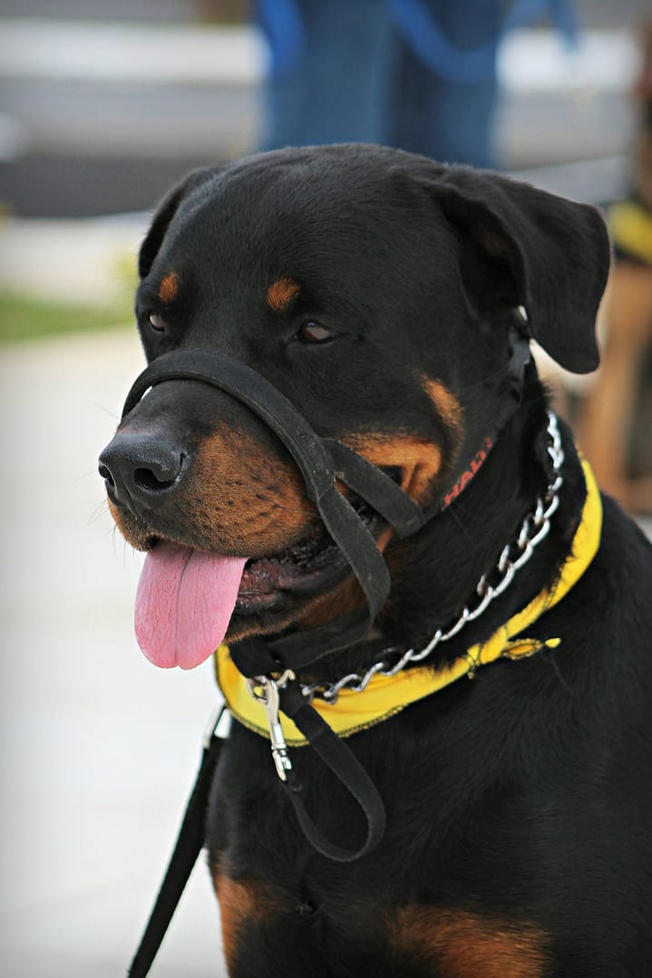 dealing with common behavior problems in dogs aggression barking and more 3
