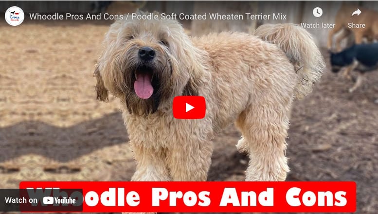Whoodle Dog Pros And Cons